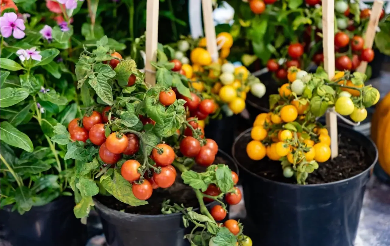 ¿Cultivas tomates en maceta? Este es el error que ahoga tus plantas y evita que den frutos