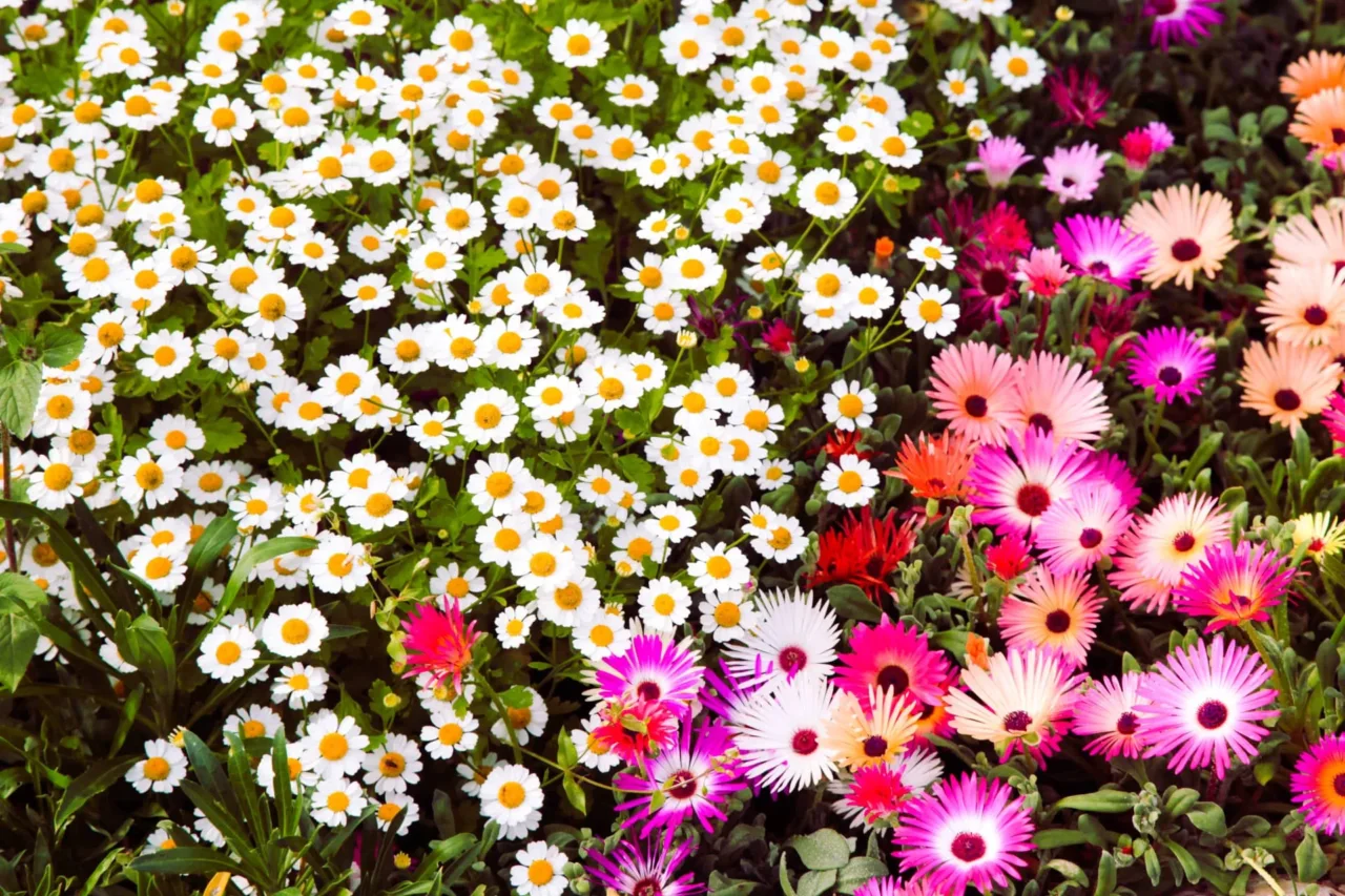 ¿Cuál es la flor oficial de la primavera? La respuesta quizás te sorprenda