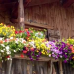 Este árbol en tu jardín huele mejor que mil flores y aleja a los insectos