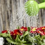 El error que casi todos cometen al regar macetas grandes en verano